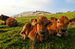 Cattle in Alsace © Benoit Facchi